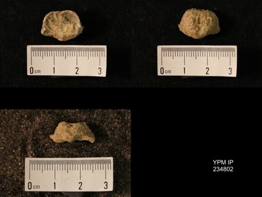 Marginifera wabashensis var. armata