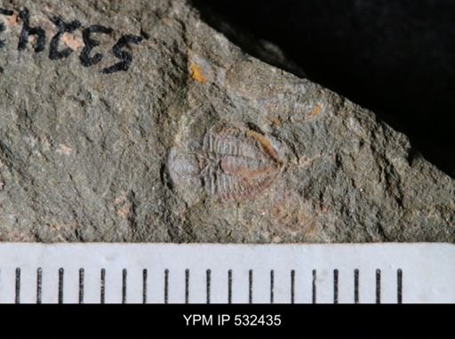 undet. Trilobita