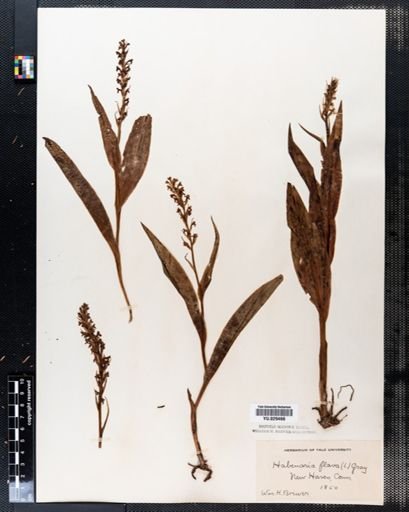 Platanthera flava