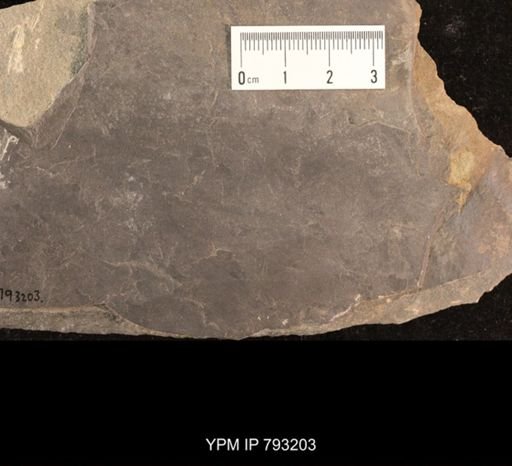 Mormolucoides articulatus