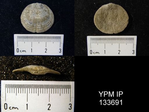 Rhipidomella vanuxemi