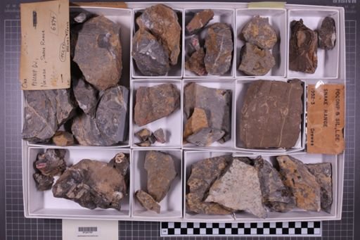 mixed taxa, stratigraphic collection