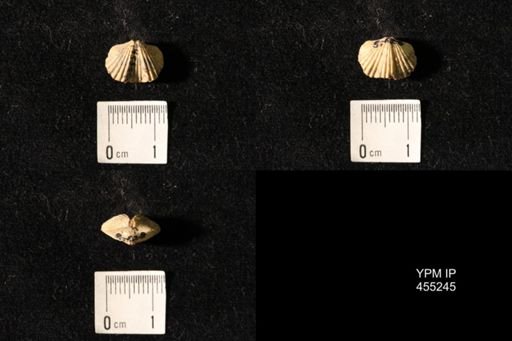 Platystrophia elegantula