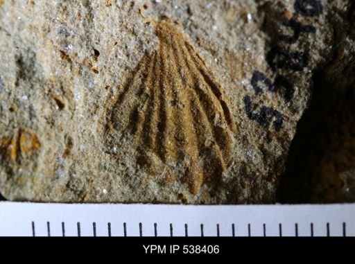 undet. Stelleroidea