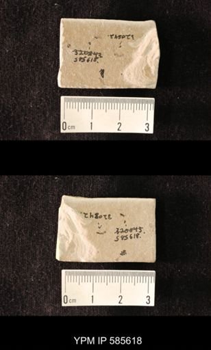 undet. Diptera