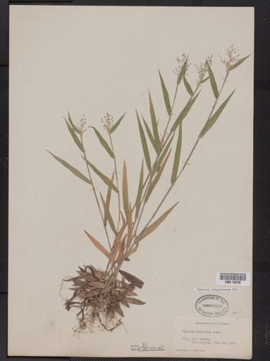 Panicum lanuginosum