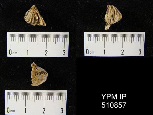 undet. Rhynchonellida