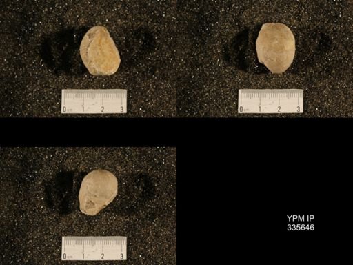 Linoproductus cora