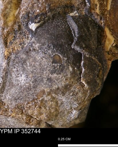 undet. Bivalvia