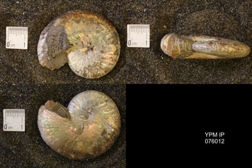 Discoscaphites conradi