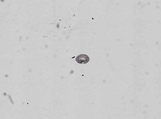Plagiostomum whitmani