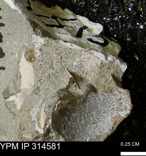 undet. Mollusca