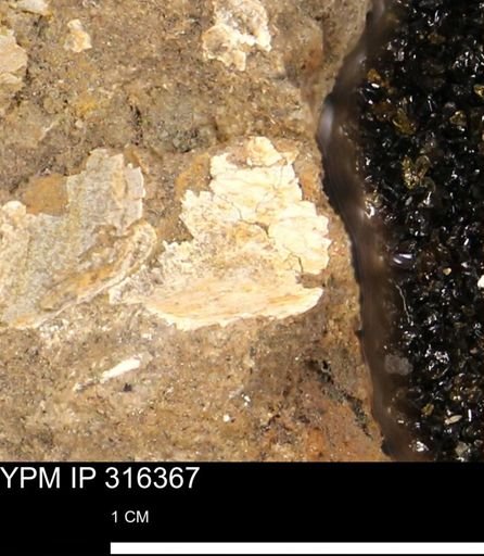 undet. Mollusca