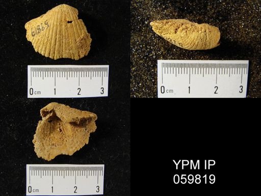 Costispirifer arenosus