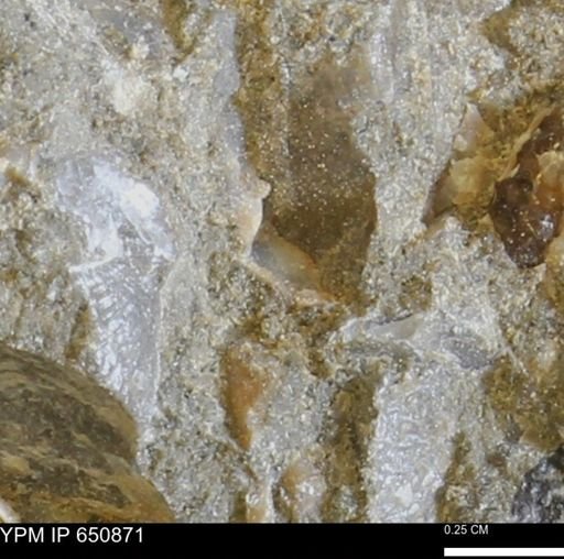 undet. Bivalvia