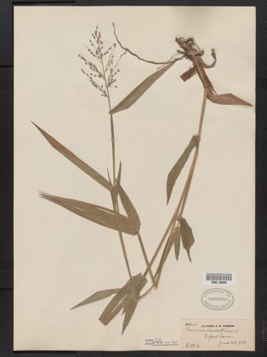 Panicum clandestinum