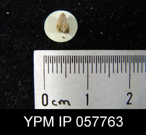 Camarotoechia bialveata