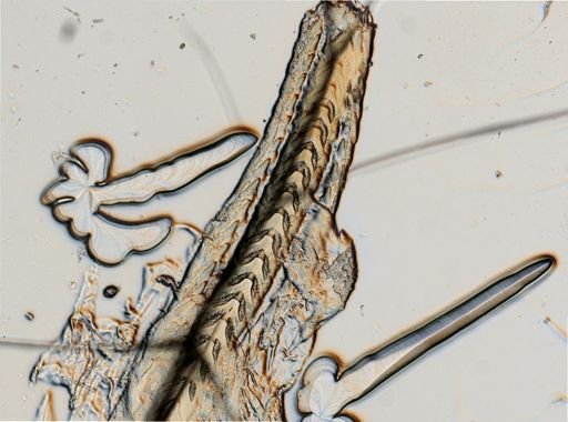 Flabellina verrucosa
