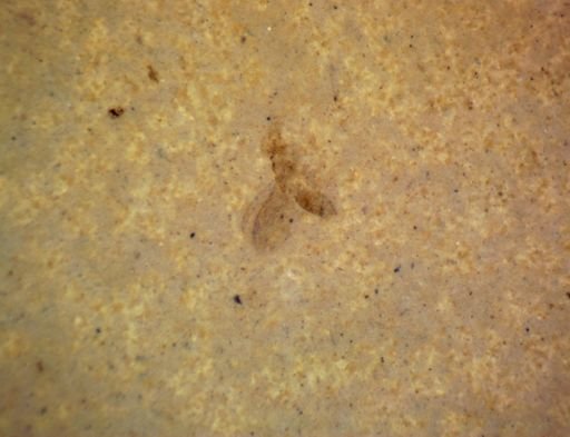 undet. Diptera