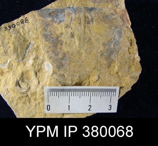 Strophodonta sp.