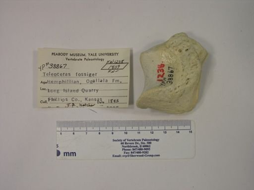 Teleoceras fossiger