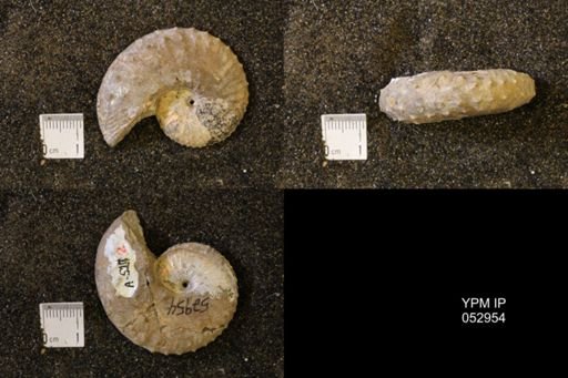 Discoscaphites gulosus