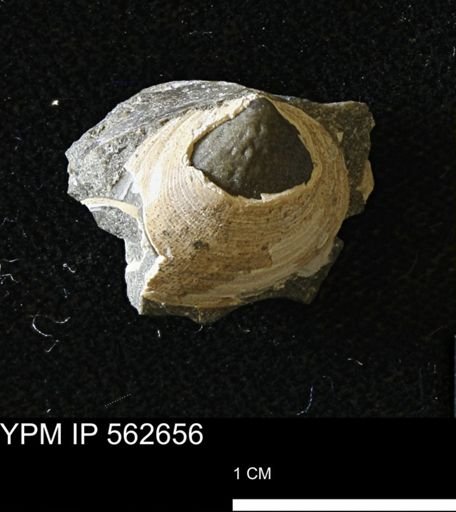 Limopsis striatopunctatus
