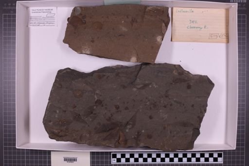 mixed taxa, stratigraphic collection
