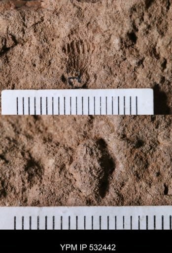 undet. Trilobita