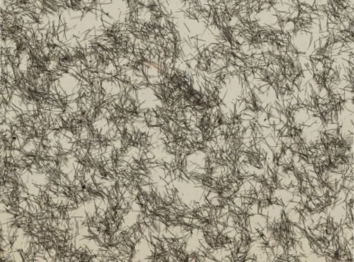Isodictya deichmannae