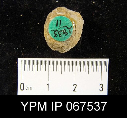 Atrypa reticularis