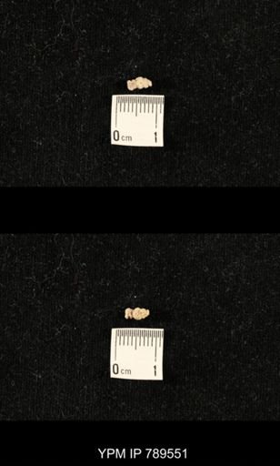 undet. Bryozoa