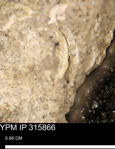 undet. Mollusca