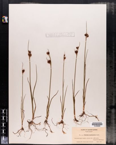 Juncus