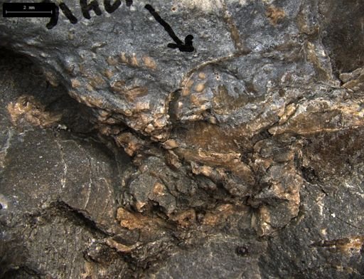 Aplocoma damesii