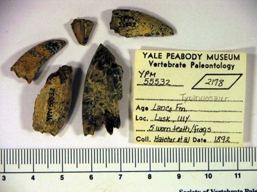 Tyrannosauridae