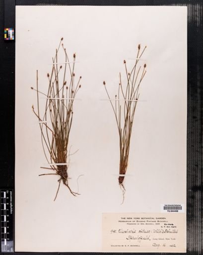 Eleocharis obtusa