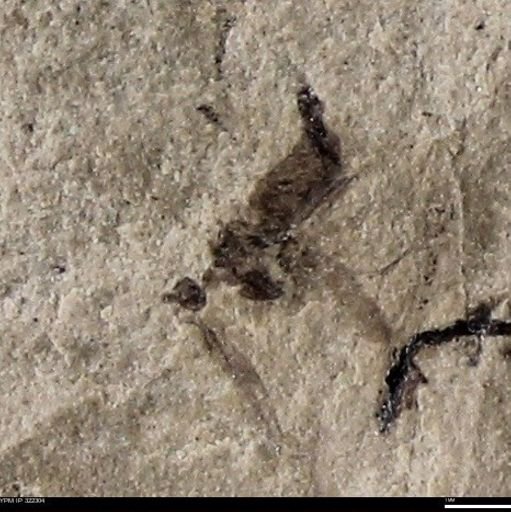 undet. Insecta