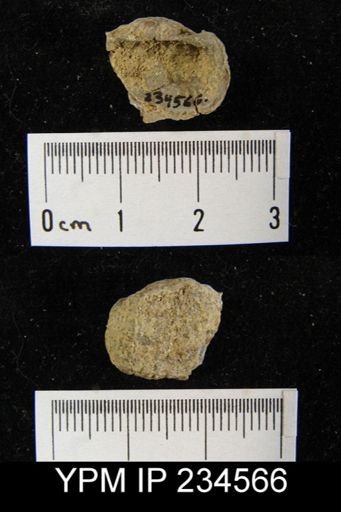 Marginifera muricatina