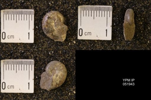 Hoploscaphites comprimus