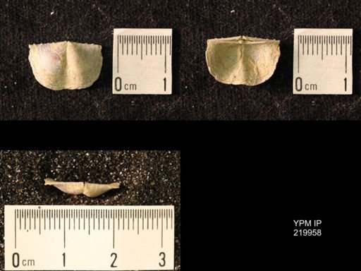 Chonetes sp.