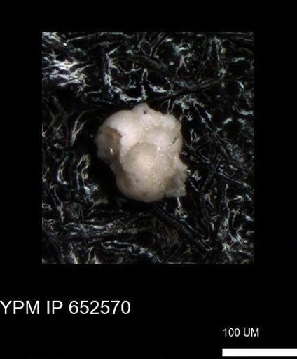undet. Foraminiferida