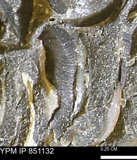 Limopsis striatopunctatus