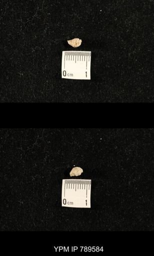 undet. Bryozoa