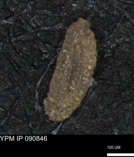 Miliammina manitobensis