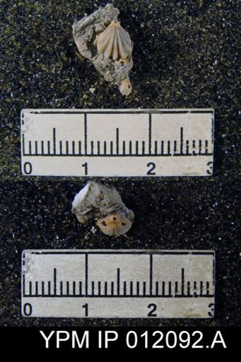 Hustedia meekana