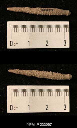 Archaeocidaris sp.
