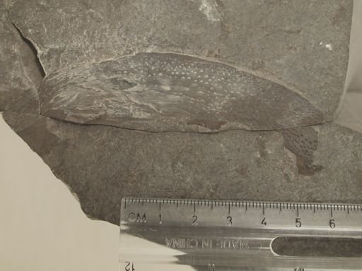 Buffalopterus pustulosus