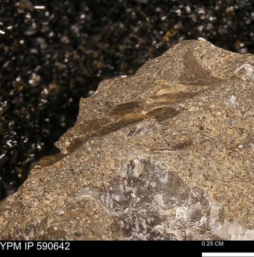 undet. Mollusca