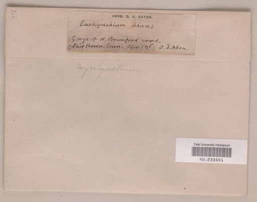 Oxyrrhynchium hians